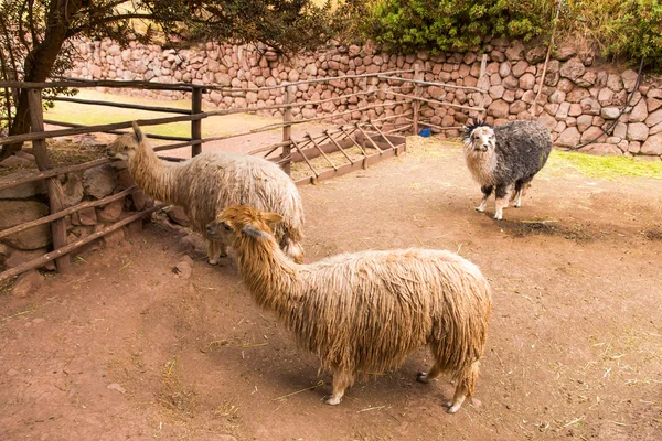 秘鲁的羊驼. — 图库照片