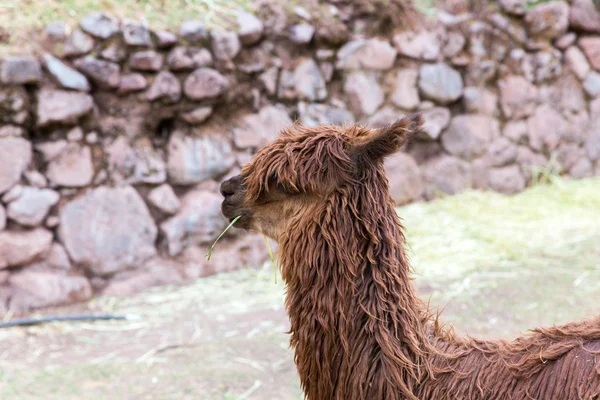 Перуанський Вікунья . — стокове фото