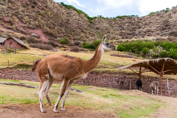秘鲁美洲驼. — 图库照片