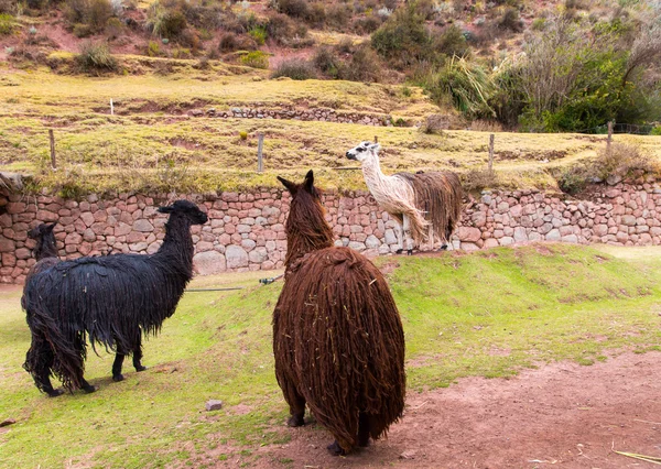 Περού Λάμα. — Φωτογραφία Αρχείου