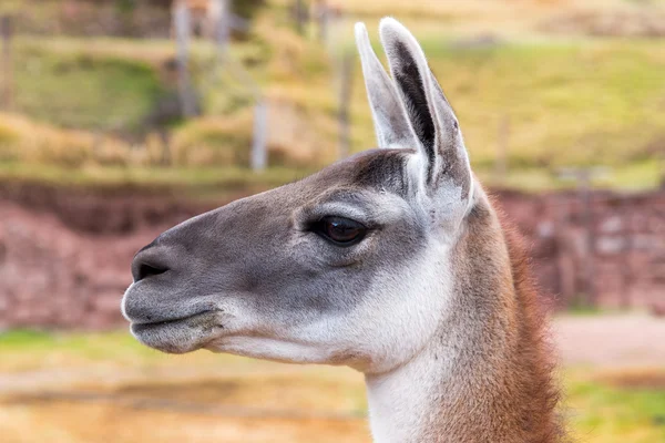 Llama peruana . — Foto de Stock