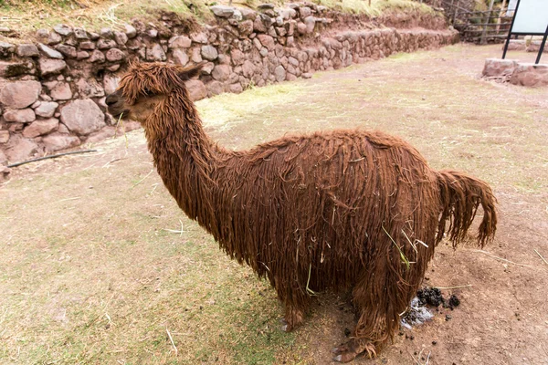 Alpaca peruana — Fotografia de Stock