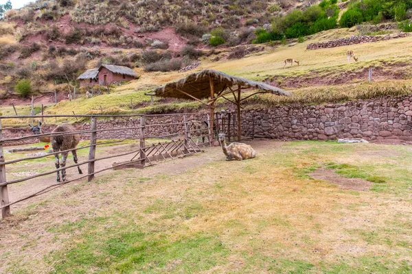 Lama peruana . — Fotografia de Stock