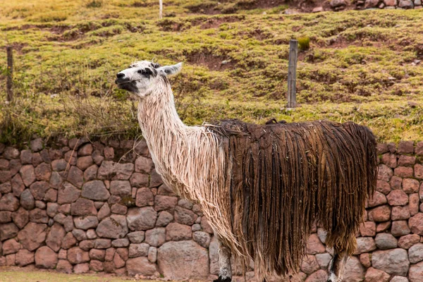 Peruanisches Lama. — Stockfoto