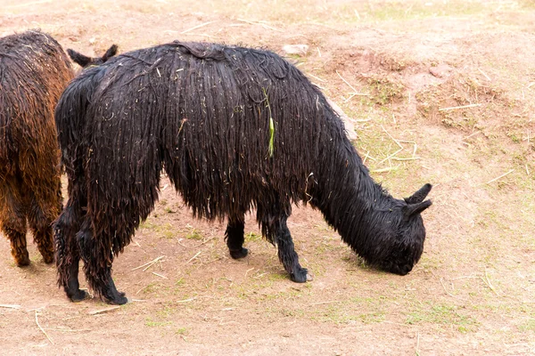 Peruanische Alpakas. — Stockfoto