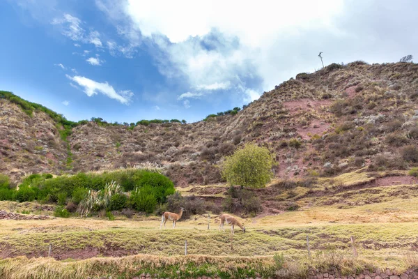 Granja de llama, alpaca, América del Sur . — Foto de Stock