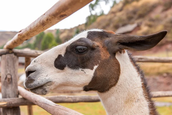 Peruanisches Lama. — Stockfoto