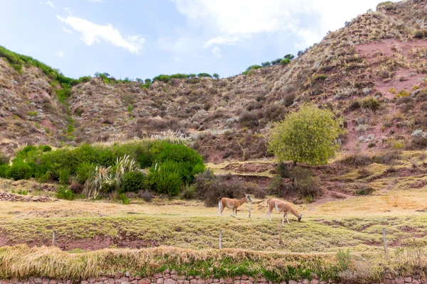 Peruánský alpaka. — Stock fotografie