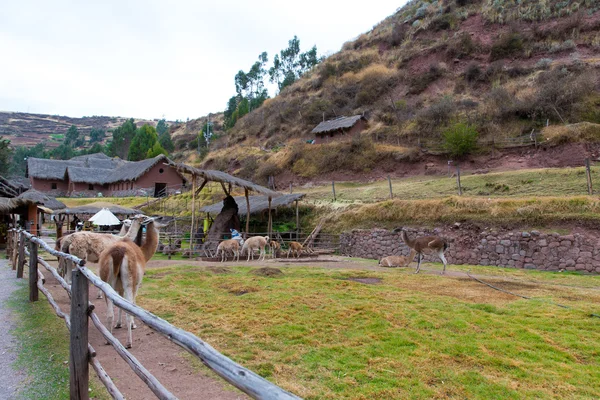 Farm of llama — Stock Photo, Image
