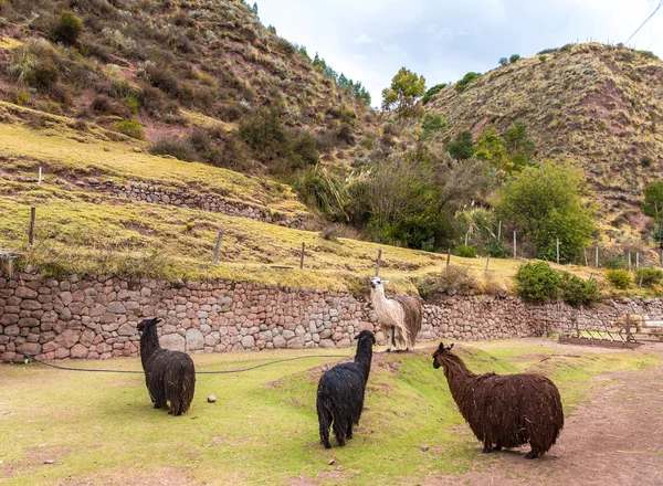 Fazenda de lhama no Peru — Fotografia de Stock