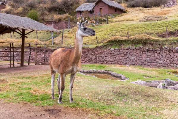 ペルーのラマ — ストック写真