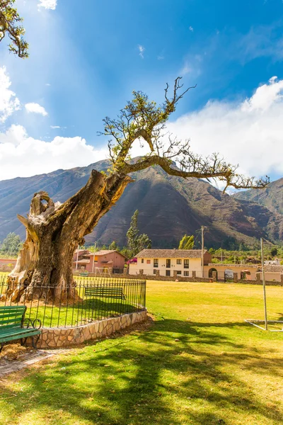 Strom v Jižní Ameriky, peru — Stock fotografie