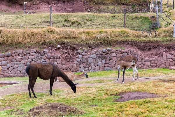 Peruanisches Lama. — Stockfoto