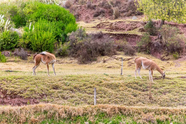 Peruánský vikuně. — Stock fotografie