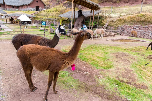 Peruanisches Lama. — Stockfoto