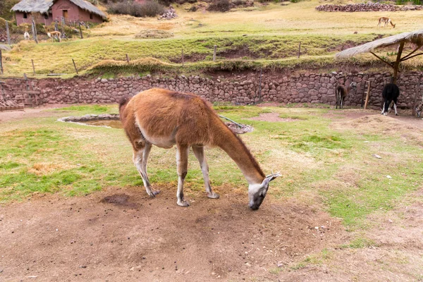 ペルーのラマ. — ストック写真