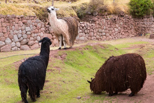 Perulu Lama. — Stok fotoğraf