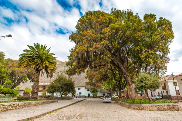 Large tree Pisonay in Peru — Stock Photo, Image