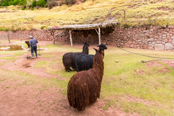 Peruaanse Lama. — Stockfoto
