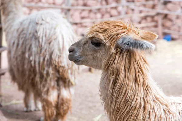 秘鲁小羊驼peruanska vikunja. — 图库照片