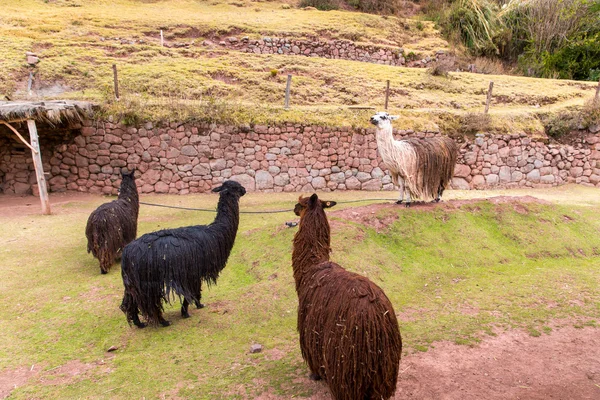 Fazenda de lhama no Peru — Fotografia de Stock