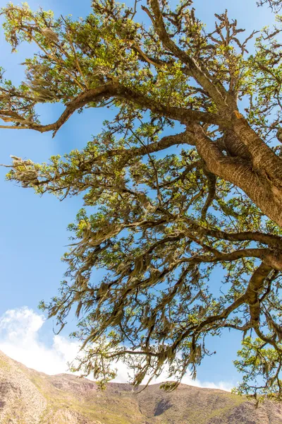 Árbol en el desierto peruano en América del Sur — Foto de Stock