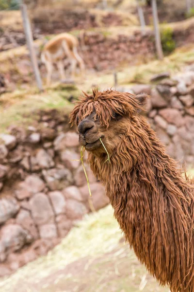Alpaca peruviană . — Fotografie, imagine de stoc