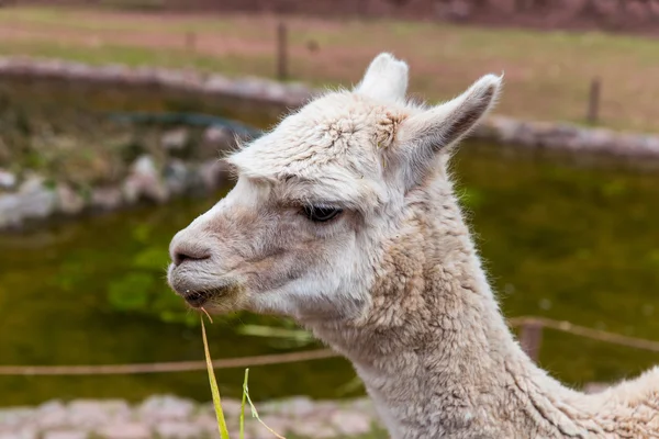 Peruanisches Lama. — Stockfoto
