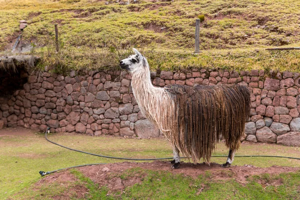 Peruaanse Vicuña. — Stockfoto