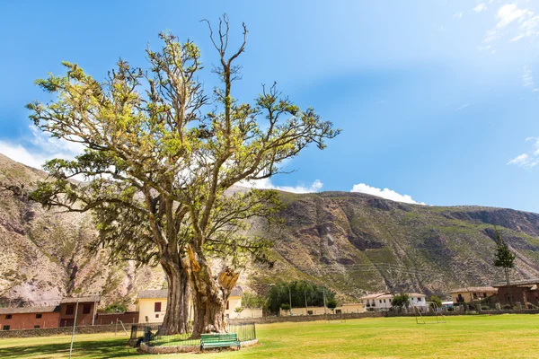 Дерево в перуанской пустыне в Южной Америке — стоковое фото