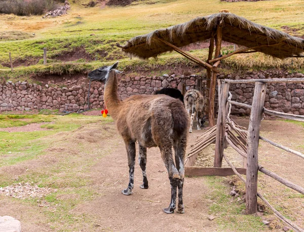 Peruvian Llama. — Fotografie, imagine de stoc