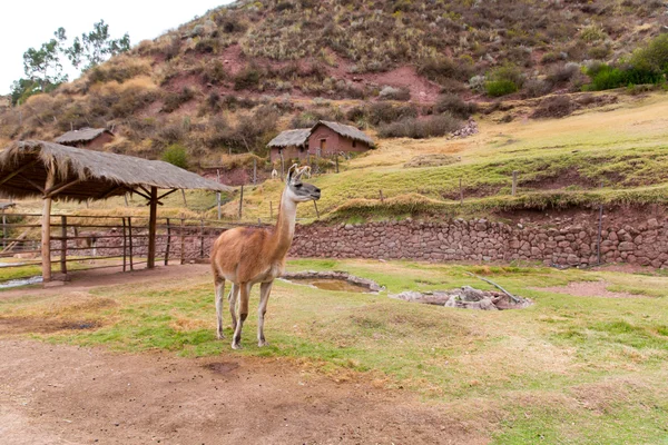 Llama peruana . — Foto de Stock
