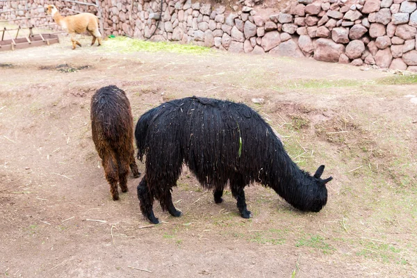 Peruvian vicuna — Stock Photo, Image