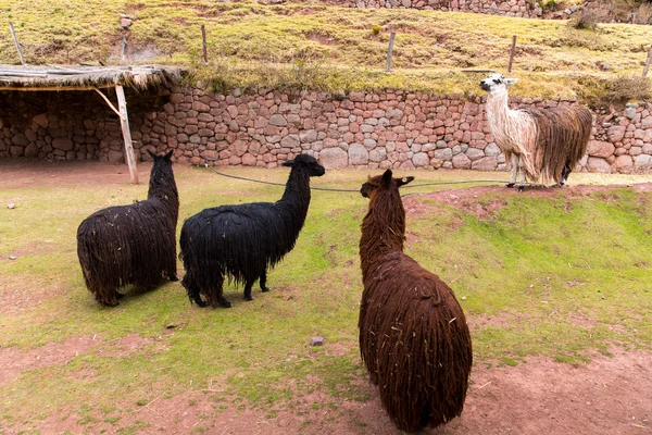 秘鲁小羊驼peruanska vikunja — Stockfoto