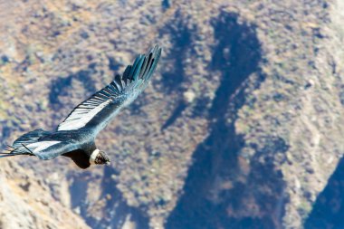 Condor uçan