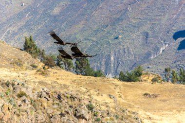 Condor colca Kanyon uçan