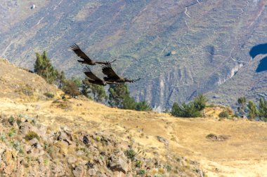 Flying condor over Colca canyon