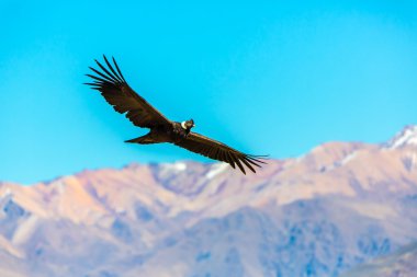 Flying condor over Colca canyon clipart