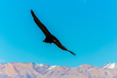 Condor uçan