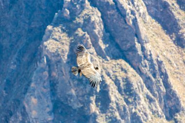 Condor colca Kanyon uçan