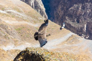 Condor colca Kanyon uçan