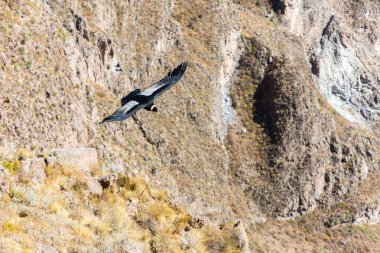 Condor uçan