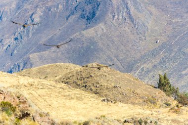Condor uçan