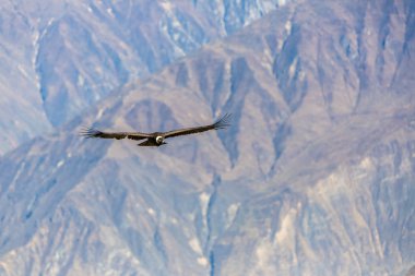 Condor colca Kanyon uçan