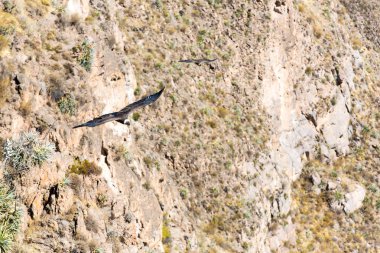 Condor colca Kanyon uçan