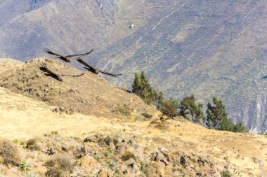 Condor uçan