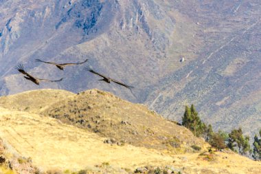 Condor colca Kanyon uçan