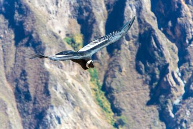 Flying condor over Colca canyon clipart