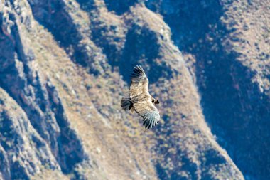 Condor colca Kanyon uçan