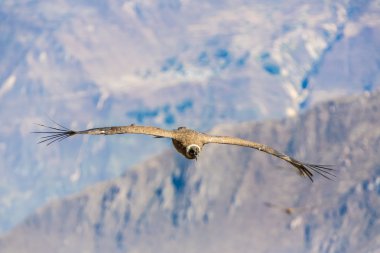Condor colca Kanyon uçan